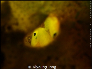 YELLOW GOBY~ by Kiyoung Jang 